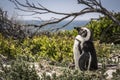 An adult African Penguin  Spheniscus demersus , Boulders Beach, Cape Town South Africa Royalty Free Stock Photo