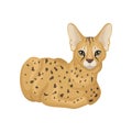 Adult African serval lying on floor. Wild cat with spotted body and large ears. Predatory animal. Flat vector icon