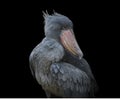 Adult African shoebill stork - Balaeniceps rex -