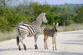 Adult African zebra and colt in the wild