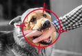 An adult, aggressive male German shepherd attacks a man and bites his hand. Training pets Royalty Free Stock Photo