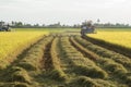 adult, agriculture, asia ,asian, crop, cultivate, culture, cut,farm, farmer, farming, farmland,field,food, grain, green, grow Royalty Free Stock Photo