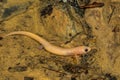 Adult Albino Dusky Salamander