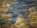 Adult alligator luring under clear water in Everglades National Park Royalty Free Stock Photo