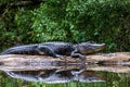 Adult Alligator Sunning on a Log Royalty Free Stock Photo