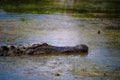 Adult Alligator Swimming