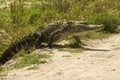 Upright, Adult Alligator Walking Across A Dirt Road In Florida