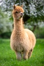 Adult Alpaca in the bosom of nature