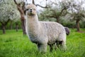 Adult Alpaca in the bosom of nature Royalty Free Stock Photo