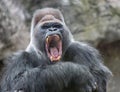 Adult alpha male gorilla yawns irritably, showing dangerous fangs and teeth