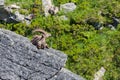 Adult alpine capra ibex capricorn lying on rock in sunshine