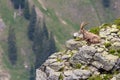 Adult alpine capra ibex capricorn sitting on rock with valley view