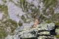 Adult alpine capra ibex capricorn sitting on rock with view