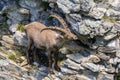 Adult alpine capra ibex capricorn standing in rock cliff