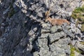 Adult alpine capra ibex capricorn standing at rock scarp in sunshine Royalty Free Stock Photo