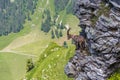 Adult alpine capra ibex capricorn standing on rock with valley v