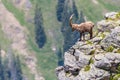 Adult alpine capra ibex capricorn standing on rock with valley view