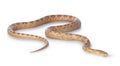 Amel Cornsnake on white background Royalty Free Stock Photo