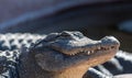 An adult American Alligator basking in the sun Royalty Free Stock Photo