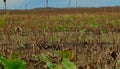 Adult American alligator in large swamp land with plants and grass in Florida Royalty Free Stock Photo