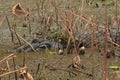 Adult American alligator in a swamp land with plants in Florida Royalty Free Stock Photo