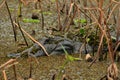 Adult American alligator in a swamp land with plants and grass in Florida Royalty Free Stock Photo