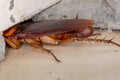 Adult American Cockroach