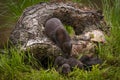 Adult American Mink Neovison vison Looks Down at Kits Royalty Free Stock Photo