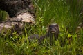 Adult American Mink Neovison vison Looks Out from Grass Royalty Free Stock Photo