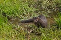 Adult American Mink (Neovison vison) Looks Up From Marsh