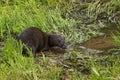 Adult American Mink (Neovison vison) Looks Into Water Royalty Free Stock Photo