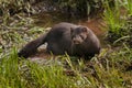 Adult American Mink (Neovison vison) in Marshy Area Royalty Free Stock Photo