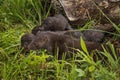 Adult American Mink Neovison vison and Multiple Kits