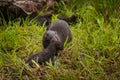 Adult American Mink Neovison vison Picks Up Kit Royalty Free Stock Photo