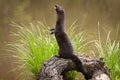 Adult American Mink Neovison vison Stands Facing Left