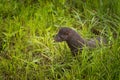 Adult American Mink Neovison vison Stands in Grass Royalty Free Stock Photo