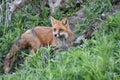 Adult American Red Fox keeping watch over cubs Royalty Free Stock Photo