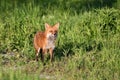 Adult American Red Fox keeping watch over cubs Royalty Free Stock Photo