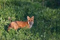 Adult American Red Fox keeping watch over cubs Royalty Free Stock Photo