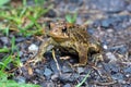 Adult American Toad on a foot path Royalty Free Stock Photo