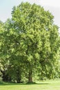 Adult American tulip tree, Liriodendron tulipifera