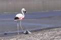 Adult Andean flamingo (Phoenicoparrus andinus)