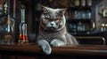 adult angry cat looks into the frame, a close-up on an animal on a wooden counter in an old bar next to a glass of whiskey,