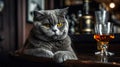 adult angry cat looks into the frame, a close-up on an animal on a wooden counter in an old bar next to a glass of whiskey,