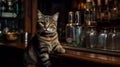 adult angry cat looks into the frame, a close-up on an animal on a wooden counter in an old bar, rest at the end of the working
