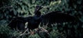 Adult Anhinga bird wading its wings while perching on a tree branch Royalty Free Stock Photo