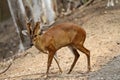 Adult, animal, antler, brown, buck, careful, cauti