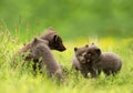 Adult Arctic fox with 3 little playful cubs