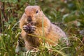 Arctic Ground Squirrel