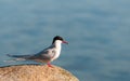 Adult Arctic Tern in breeding plumage, Greenland Royalty Free Stock Photo